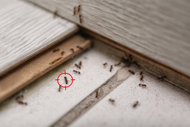 Best Affordable Pest Control Services  in Hesperia, CA